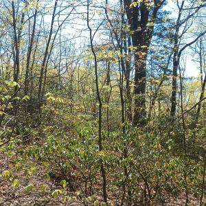 Photo #12 of Rockfish Heights, Nellysford, VA 4.7 acres