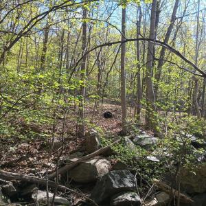 Photo #28 of Rockfish Heights, Nellysford, VA 4.7 acres