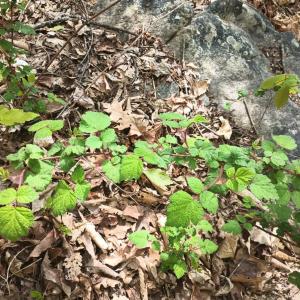 Photo #23 of Rockfish Heights, Nellysford, VA 4.7 acres