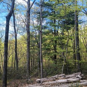 Photo #6 of Rockfish Heights, Nellysford, VA 4.7 acres