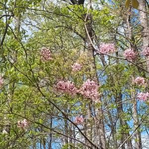 Photo #9 of Rockfish Heights, Nellysford, VA 4.7 acres