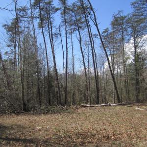 Photo #3 of 5 Logan Place, Nellysford, VA 1.2 acres