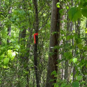 Photo #3 of Discovery Trail, Big Island, VA 7.0 acres