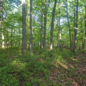 Photo #1 of Nighthawk Road, Lynchburg, VA 12.2 acres