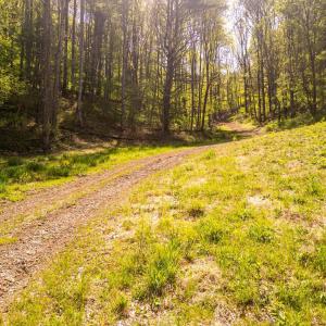 Photo #3 of Coffeytown Rd., Vesuvius, VA 27.0 acres