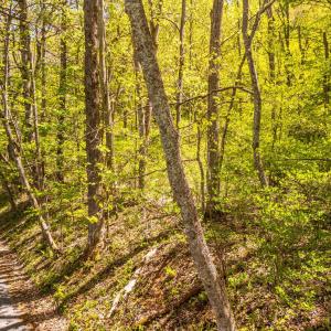 Photo #7 of Coffeytown Rd., Vesuvius, VA 27.0 acres