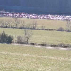 Photo #3 of Wilderness Creek Rd, Monroe, VA 55.0 acres