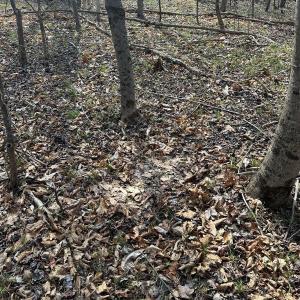 Photo #19 of Wagon Trail Rd, Monroe, VA 9.2 acres