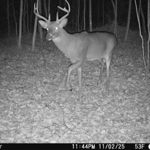 Photo #4 of Wagon Trail Rd, Monroe, VA 9.2 acres
