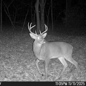 Photo #9 of Wagon Trail Rd, Monroe, VA 9.2 acres
