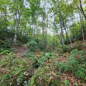 Photo #7 of River Bottom Lane, Concord, VA 97.3 acres