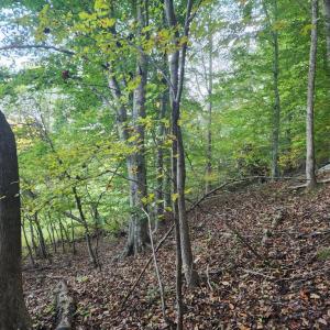 Photo #9 of River Bottom Lane, Concord, VA 97.3 acres