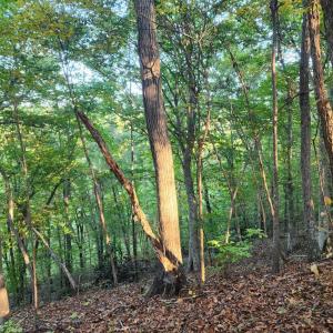 Photo #5 of River Bottom Lane, Concord, VA 97.3 acres
