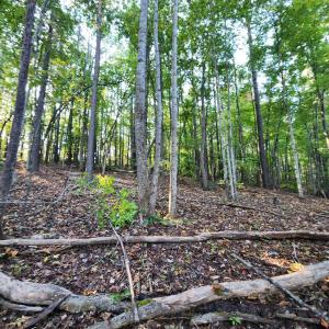 Photo #23 of River Bottom Lane, Concord, VA 97.3 acres