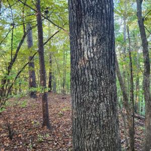 Photo #10 of River Bottom Lane, Concord, VA 97.3 acres