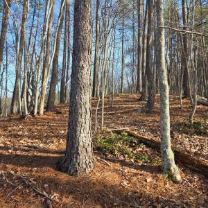 Photo #30 of River Bottom Lane, Concord, VA 97.3 acres