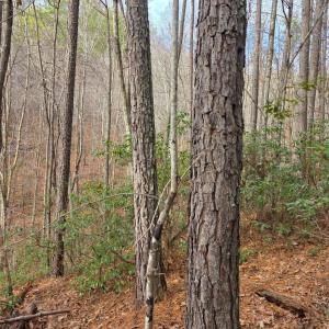 Photo #27 of River Bottom Lane, Concord, VA 97.3 acres