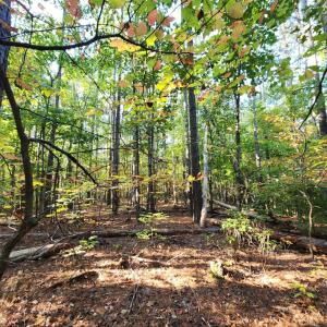 Photo #24 of River Bottom Lane, Concord, VA 97.3 acres
