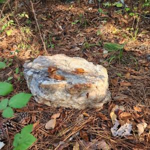 Photo #16 of River Bottom Lane, Concord, VA 97.3 acres