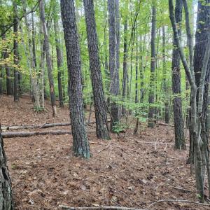 Photo #17 of River Bottom Lane, Concord, VA 97.3 acres