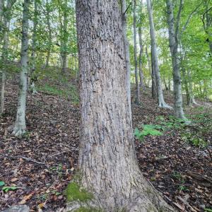 Photo #8 of River Bottom Lane, Concord, VA 97.3 acres