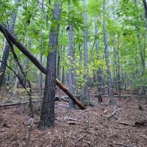 Photo #18 of River Bottom Lane, Concord, VA 97.3 acres