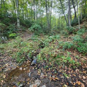 Photo #6 of River Bottom Lane, Concord, VA 97.3 acres
