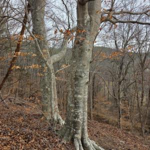 Photo #33 of River Bottom Lane, Concord, VA 97.3 acres