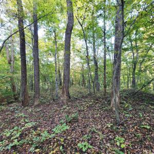 Photo #12 of River Bottom Lane, Concord, VA 97.3 acres