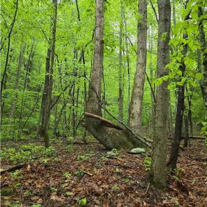 Photo #47 of TBD Audrey Lane, Montvale, VA 170.0 acres