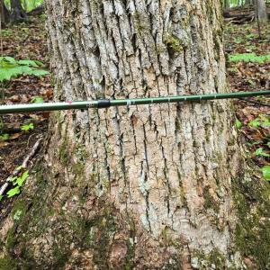 Photo #28 of TBD Audrey Lane, Montvale, VA 170.0 acres