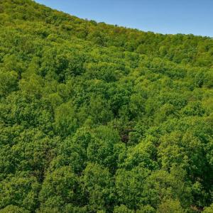 Photo #20 of TBD Audrey Lane, Montvale, VA 170.0 acres