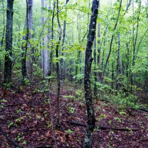 Photo #19 of TBD Audrey Lane, Montvale, VA 170.0 acres