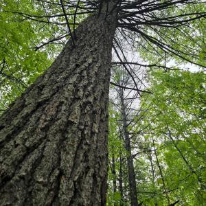 Photo #46 of TBD Audrey Lane, Montvale, VA 170.0 acres
