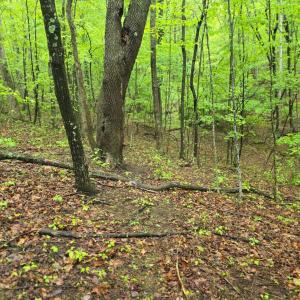 Photo #42 of TBD Audrey Lane, Montvale, VA 170.0 acres