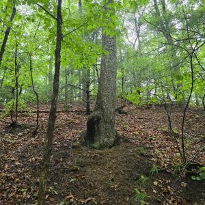 Photo #33 of TBD Audrey Lane, Montvale, VA 170.0 acres