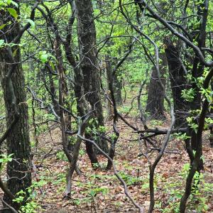 Photo #39 of TBD Audrey Lane, Montvale, VA 170.0 acres