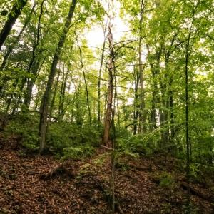 Photo #3 of TBD Audrey Lane, Montvale, VA 170.0 acres