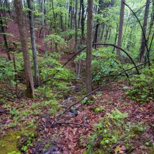 Photo #7 of TBD Audrey Lane, Montvale, VA 170.0 acres