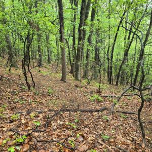 Photo #37 of TBD Audrey Lane, Montvale, VA 170.0 acres
