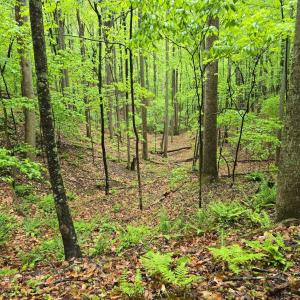 Photo #23 of TBD Audrey Lane, Montvale, VA 170.0 acres