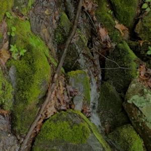 Photo #50 of TBD Audrey Lane, Montvale, VA 170.0 acres