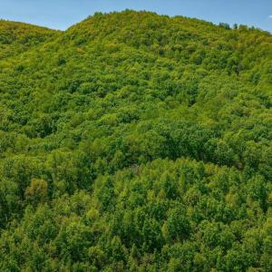 Photo #8 of TBD Audrey Lane, Montvale, VA 170.0 acres