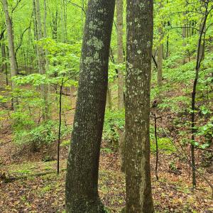Photo #30 of TBD Audrey Lane, Montvale, VA 170.0 acres