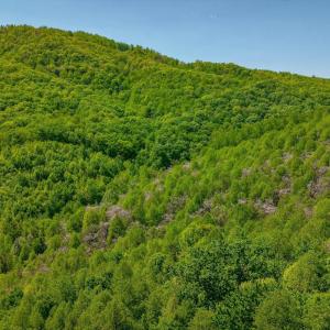 Photo #22 of TBD Audrey Lane, Montvale, VA 170.0 acres
