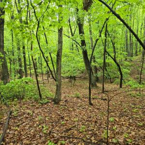 Photo #32 of TBD Audrey Lane, Montvale, VA 170.0 acres