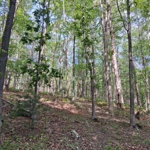 Photo #40 of Robinson Gap Road, Monroe, VA 102.1 acres