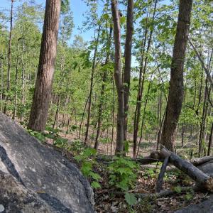 Photo #33 of Robinson Gap Road, Monroe, VA 102.1 acres