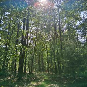 Photo #24 of Robinson Gap Road, Monroe, VA 102.1 acres