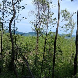Photo #11 of Robinson Gap Road, Monroe, VA 102.1 acres